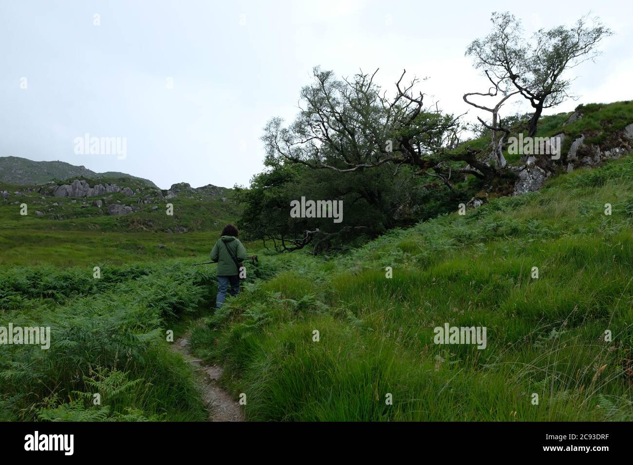 Spaziergang auf dem Kerry Way im Jahr 2019 in Graf Kerry im Süden Irlands, der um den Abschnitt der Iveragh-Halbinsel von Killarney nach Kenmare führt Stockfoto