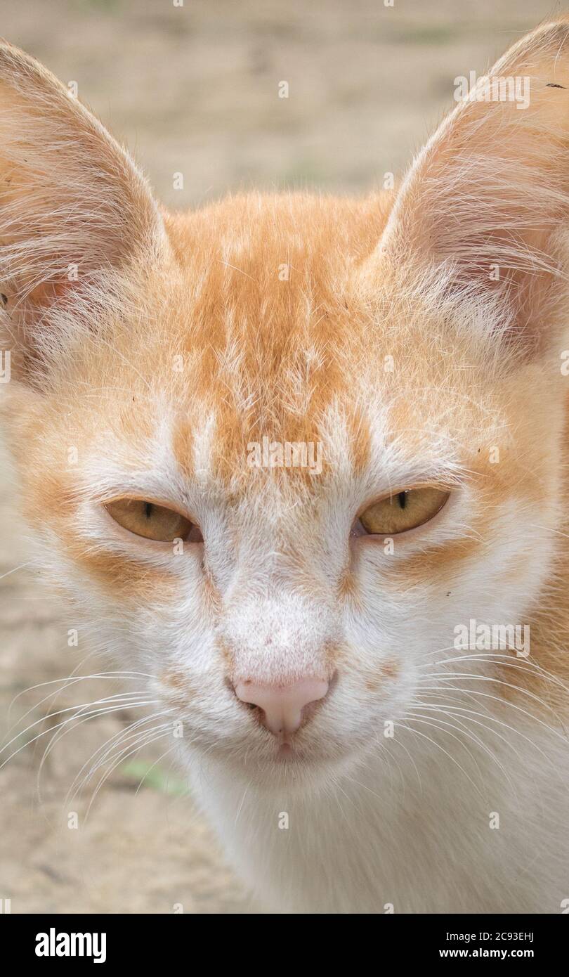 Bild von einem schönen ruhigen Katzengesicht. Dies ist eine schöne orange gefärbte btes bangladeschische Haustier Katze. Stockfoto