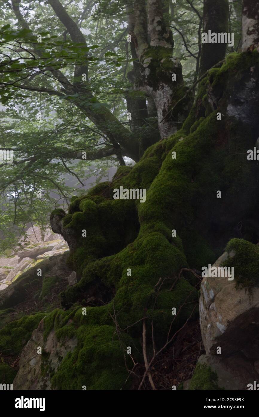 Moos gewachsener Baum in düsterer, geheimnisvoller, märchenhafter, nebliger Landschaft Stockfoto