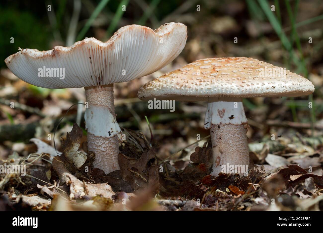 Nahaufnahme von zwei False Death Caps, ungenießbaren und giftigen Pilzen Stockfoto