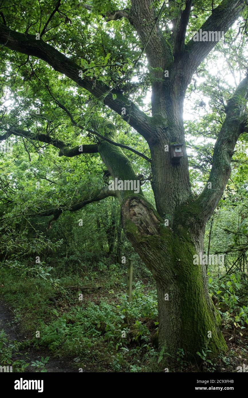 Calvert, Großbritannien. Juli 2020. 27 Eine Eiche im Calvert Jubilee Nature Reserve. Am 22. Juli meldete der Berks, Bucks und Oxon Wildlife Trust (BBOWT), dass HS2 über die Absicht informiert wurde, einen Teil des Calvert Jubilee Naturreservats in Besitz zu nehmen. Die Heimat von Seeschwalbe, Zuchtseeschwalbe und einigen der seltensten Schmetterlinge Großbritanniens ist, um am 28. Juli unbestimmte Freifahrungsarbeiten im Zusammenhang mit der Hochgeschwindigkeitsstrecke durchzuführen. Kredit: Mark Kerrison/Alamy Live Nachrichten Stockfoto