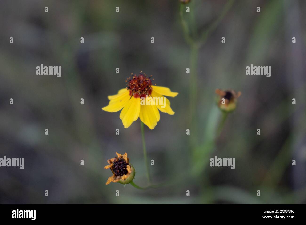 Wildblumen In Ihrem Natürlichen Lebensraum Stockfoto