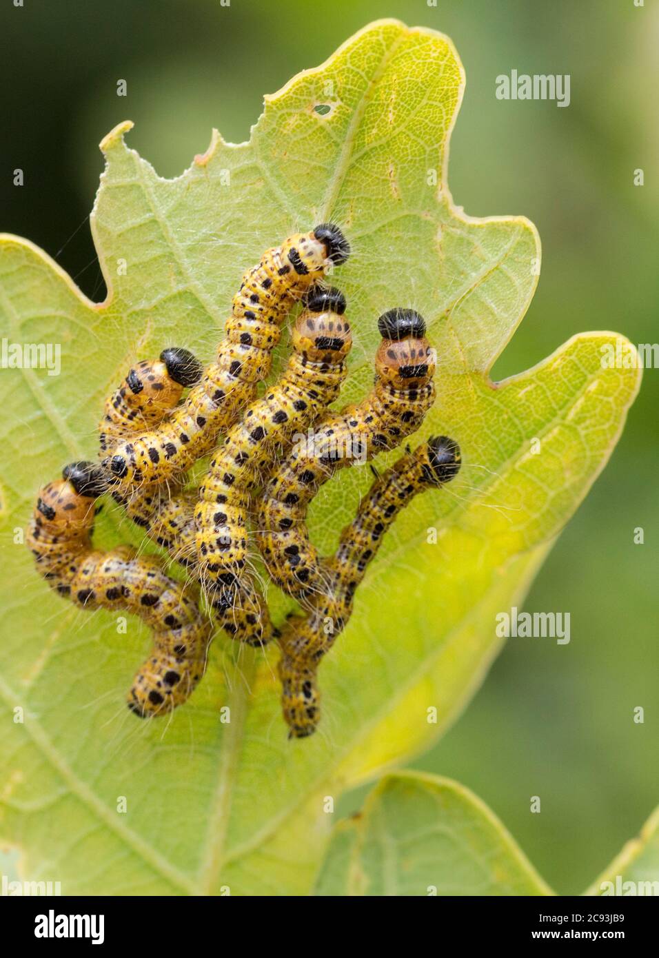 Gelbe Raupen mit Reihen von schwarzen Punkten ein schwarzer Kopf und lange feine Haare in Gruppen auf der Unterseite der Blätter großen weißen Schmetterling Stockfoto