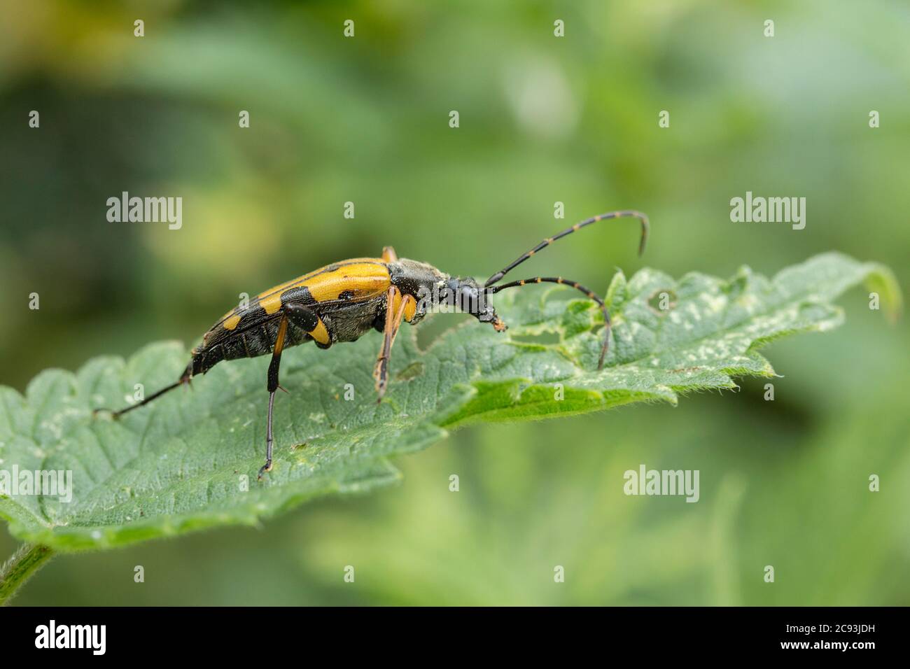 Longhorn-Käfer (Ruttela maculata) schwarz und gelb Wald und Heckenwachstum Insektennachahmungen Wespen lange schwarz und gelb Fühler schwarz Körper gelbe Markierungen. Stockfoto