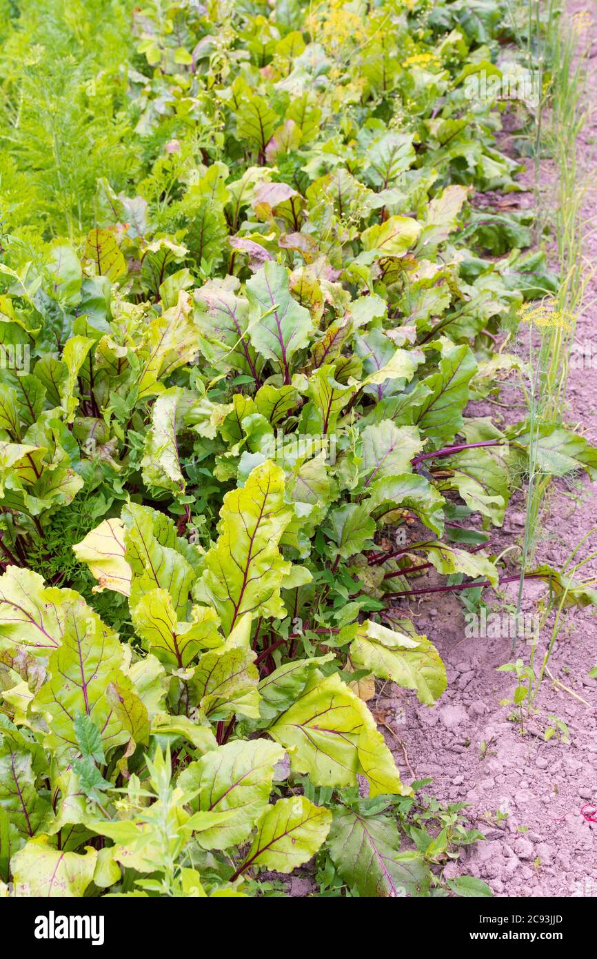 Garten Betten von Rote Beete, frische junge Gemüse aus dem Garten Stockfoto
