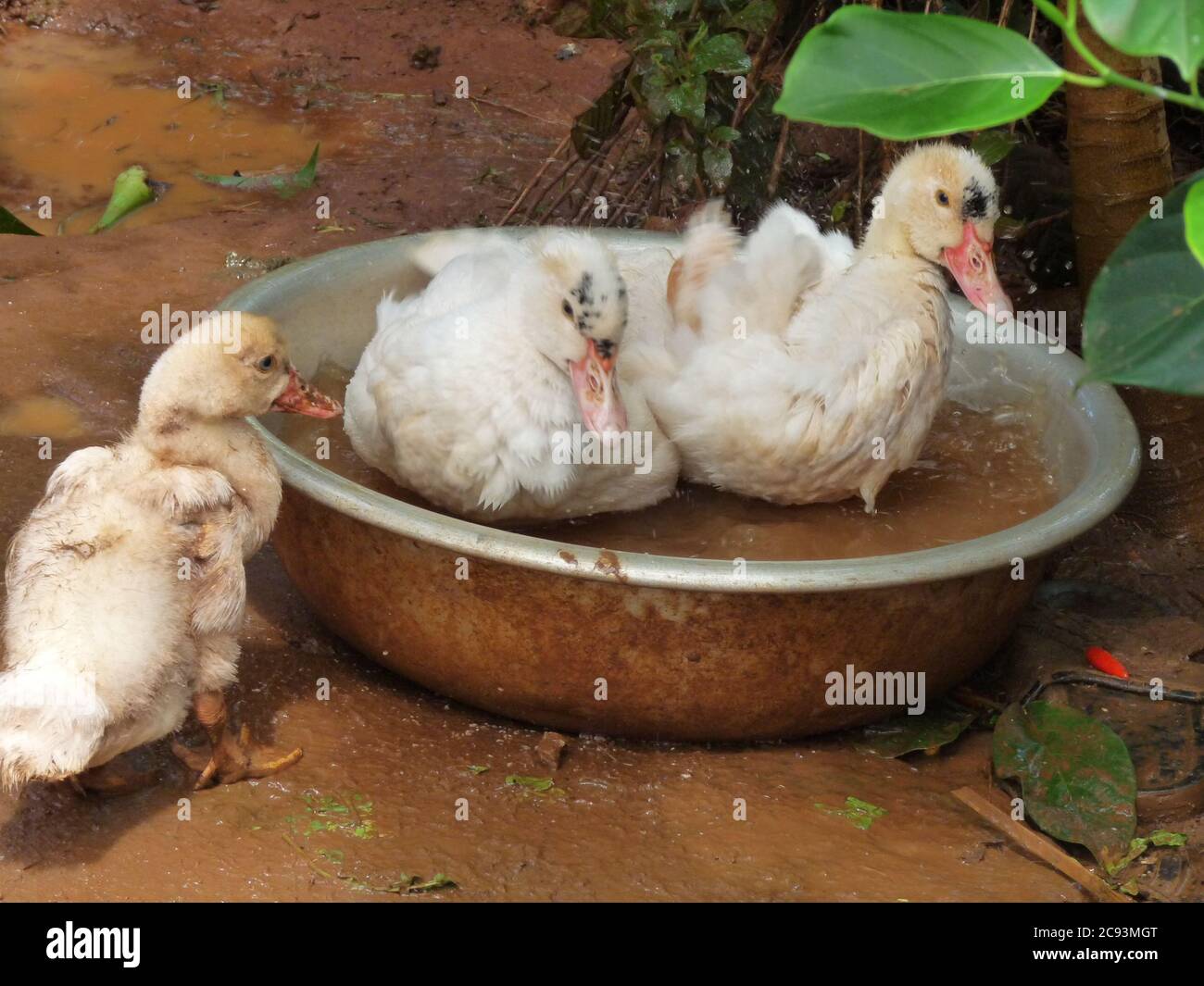 Nahaufnahme von zwei flauschigen Entchen in einer Schüssel mit Wasser und einem anderen beobachten Stockfoto