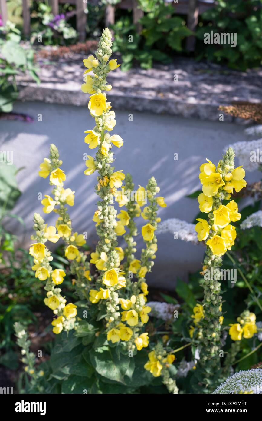 Verbascum thapsus, die große Königskerze, die kleine gelbe Blüten hat. Wächst in einem Garten in Österreich Stockfoto