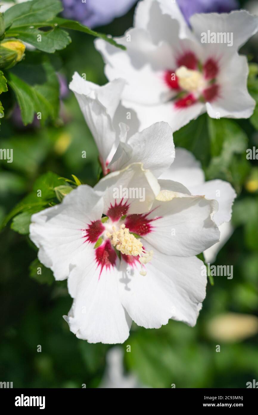 Eine Nahaufnahme von Hibiscus syriacus L. rotes Herz (Rose von Shannon) mit großen trompetenartigen weißen Blüten mit einem roten Zentrum, die in einem Garten in Österreich wachsen Stockfoto