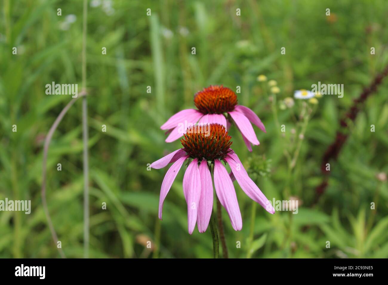 Wo lila Koneflower blüht in Linne Woods an einem sonnigen Tag Stockfoto