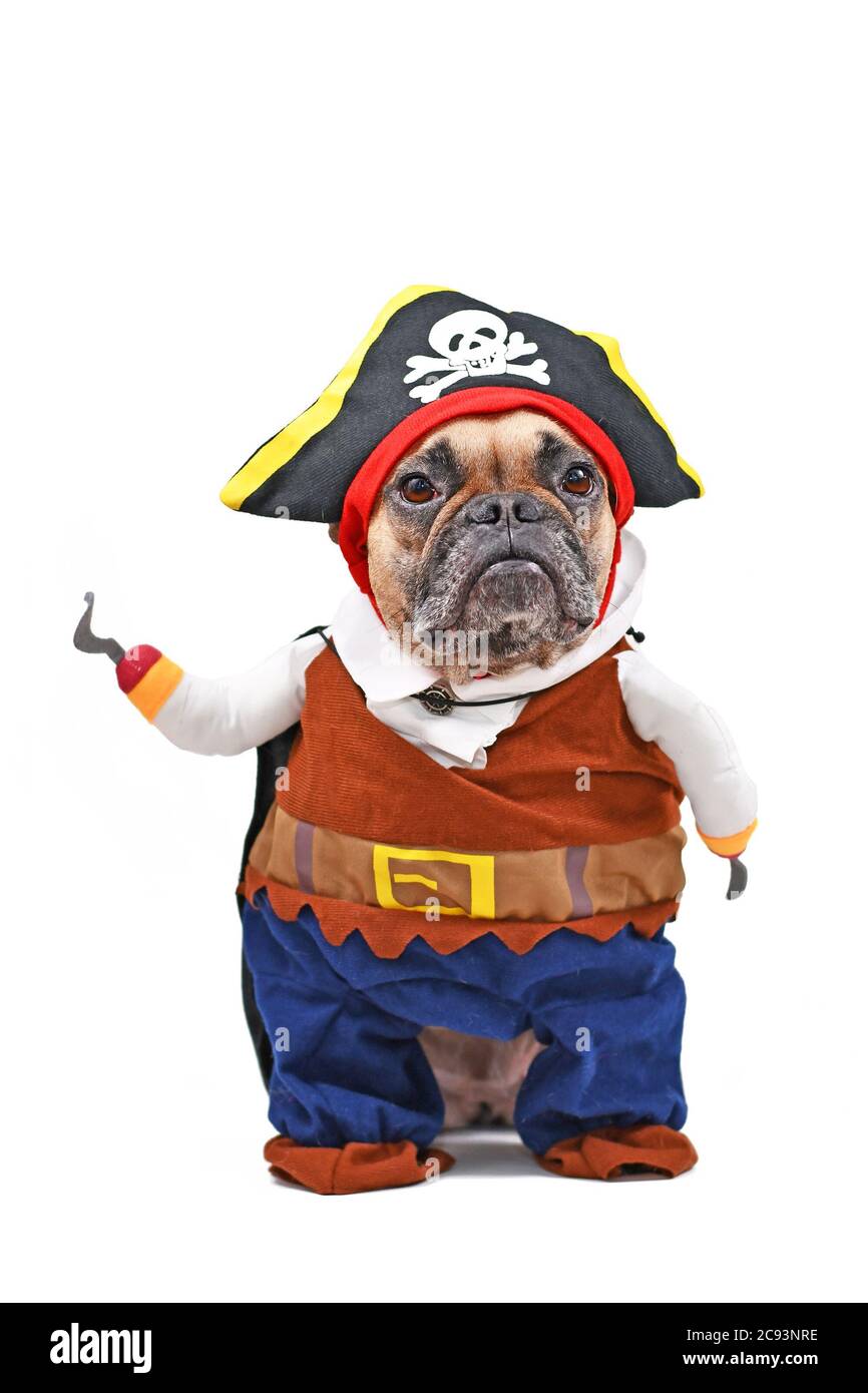 Französischer Bulldog Hund verkleidet mit Piraten Halloween Ganzkörper Kostüm mit Hut und gefälschte Haken Arm, isoliert auf weißem Hintergrund Stockfoto