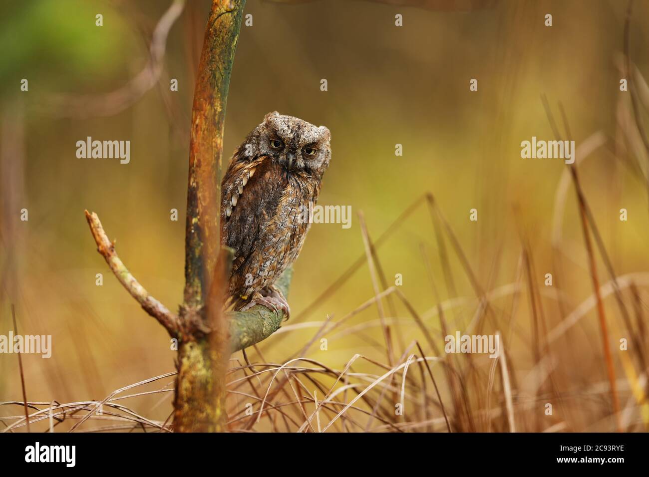 Scheule Eule, Otus Scheule, sitzend auf einem Ast. Tierwelt Tierszene aus der Natur. Kleiner Vogel, Eule Nahaufnahme Detail Porträt in der Natur, Rumänien Stockfoto