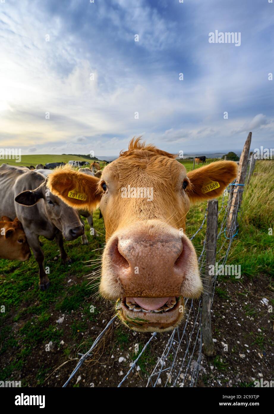 South Downs National Park, Sussex, England, Großbritannien. Nahaufnahme einer Kuh auf einem Bauernhof auf dem South Downs Way in der Nähe von Firle Beacon und Newhaven. Stockfoto