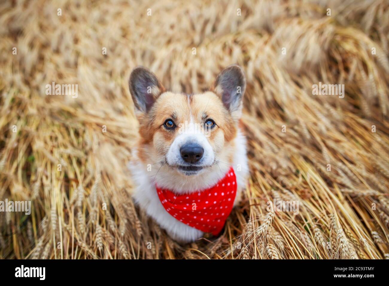 Draufsicht auf einen schönen Goldenen Hund ein Corgi-Welpe sitzt auf einem Feld mit Ähren aus reifem Weizen Stockfoto