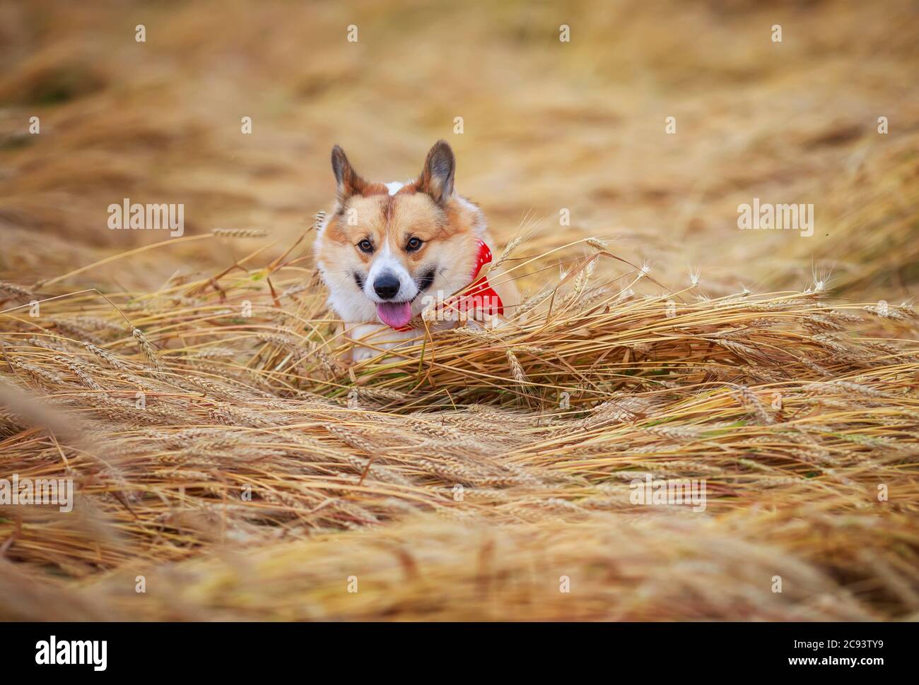 Agile schöne Hund Golden Welpe Corgi läuft in ein Feld von reifen Weizen Springen über die Ohren Stockfoto