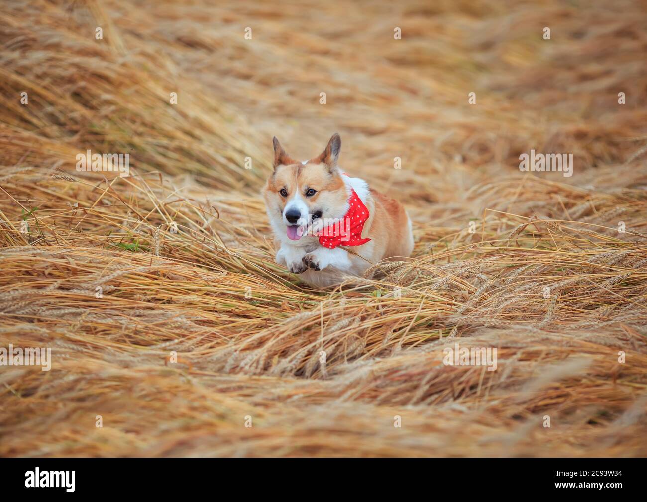 Agile schöne Hund Golden Welpe Corgi läuft in ein Feld von reifen Weizen Springen über die Ohren Stockfoto