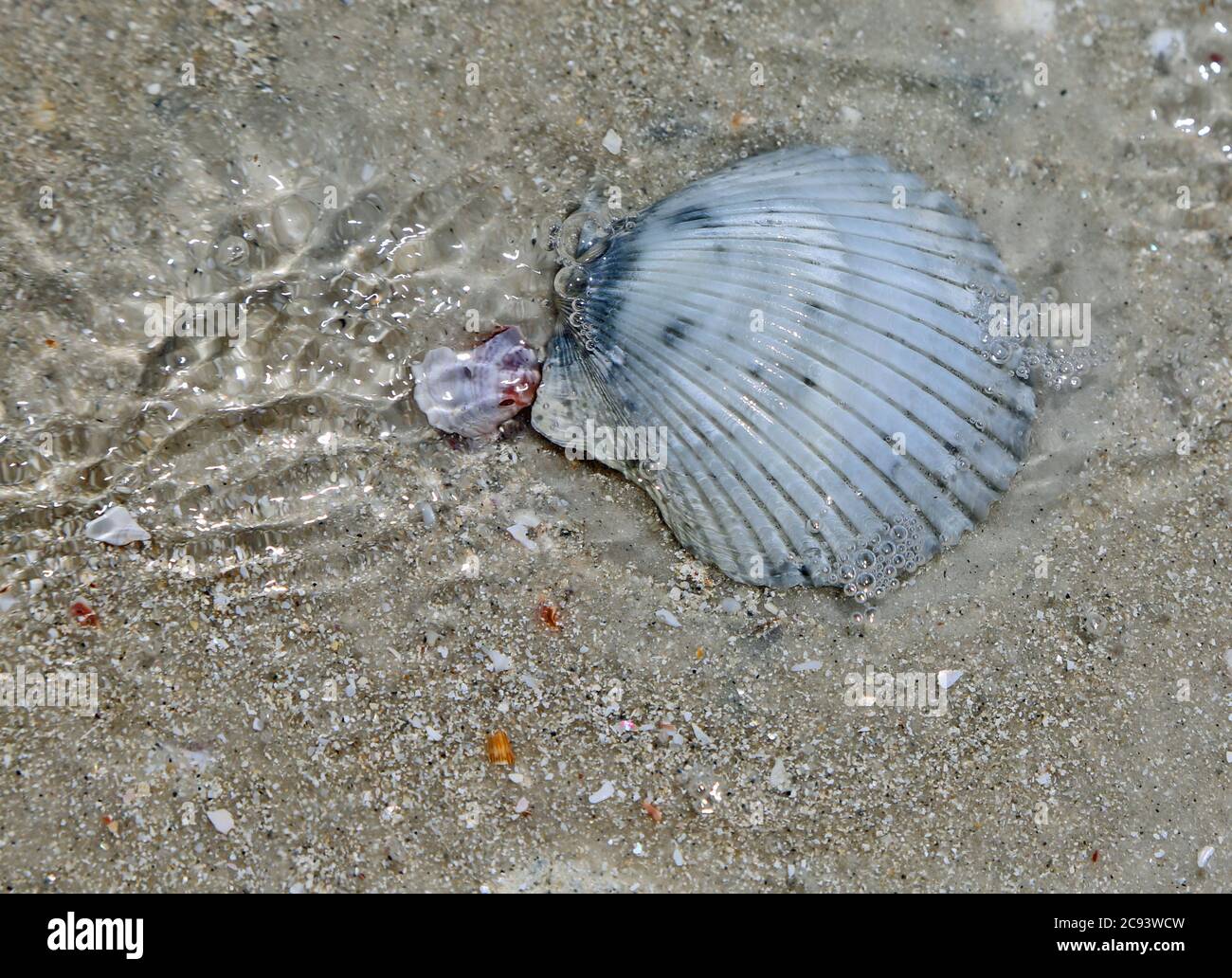 Shell in Water, Florida Stockfoto