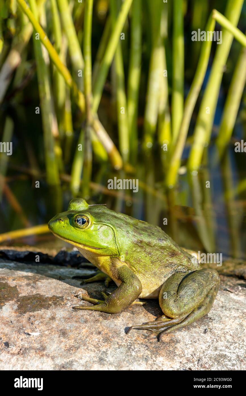American Bullfrog (Lithobates catesbeianus oder Rana catersbeiana), E N America, von James D. Coppinger/Dembinsky Photo Assoc Stockfoto