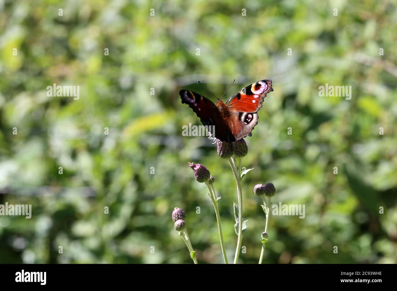 pfauenschmetterling saugt Nektar auf einer Blume Stockfoto