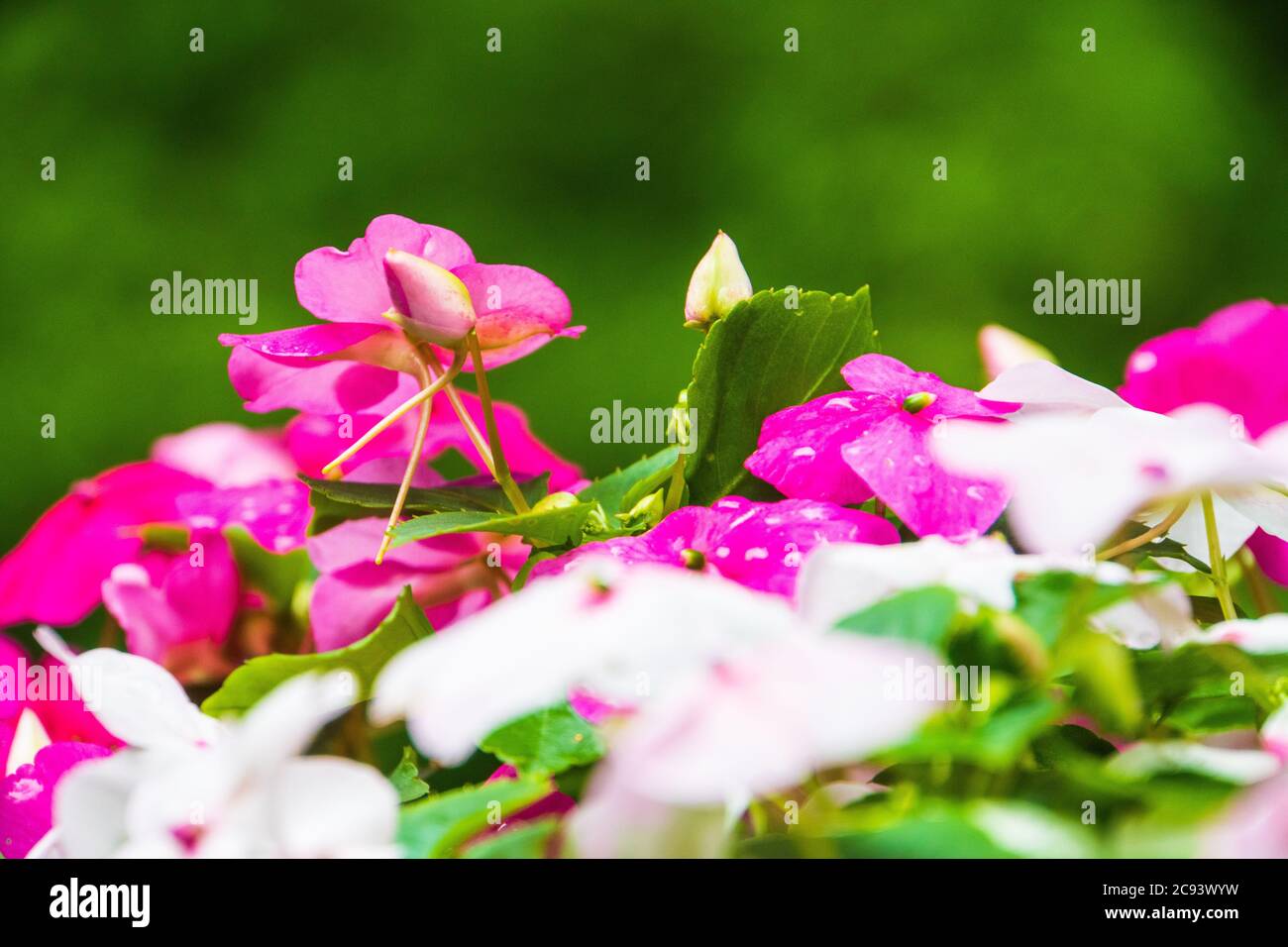 Eine rosa Impatienknospe, die über den weißen und rosa Blüten und grünen Blättern ragt Stockfoto