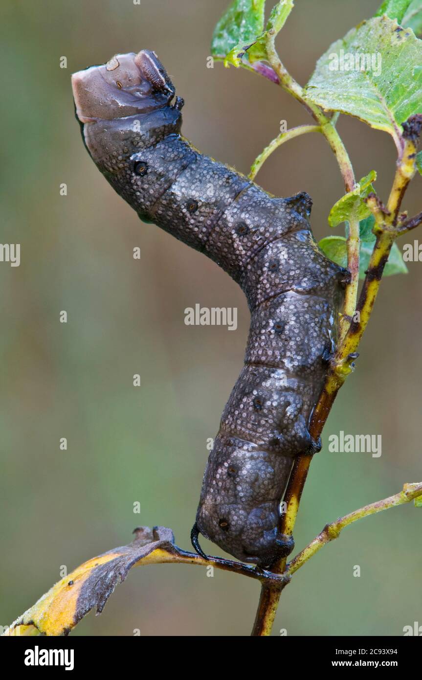 Einsiedler Sphinx Moth Larva (Lintneria eremitus) Fütterung an Bienenbalsam (Monarda), E USA, von Skip Moody/Dembinsky Photo Assoc Stockfoto