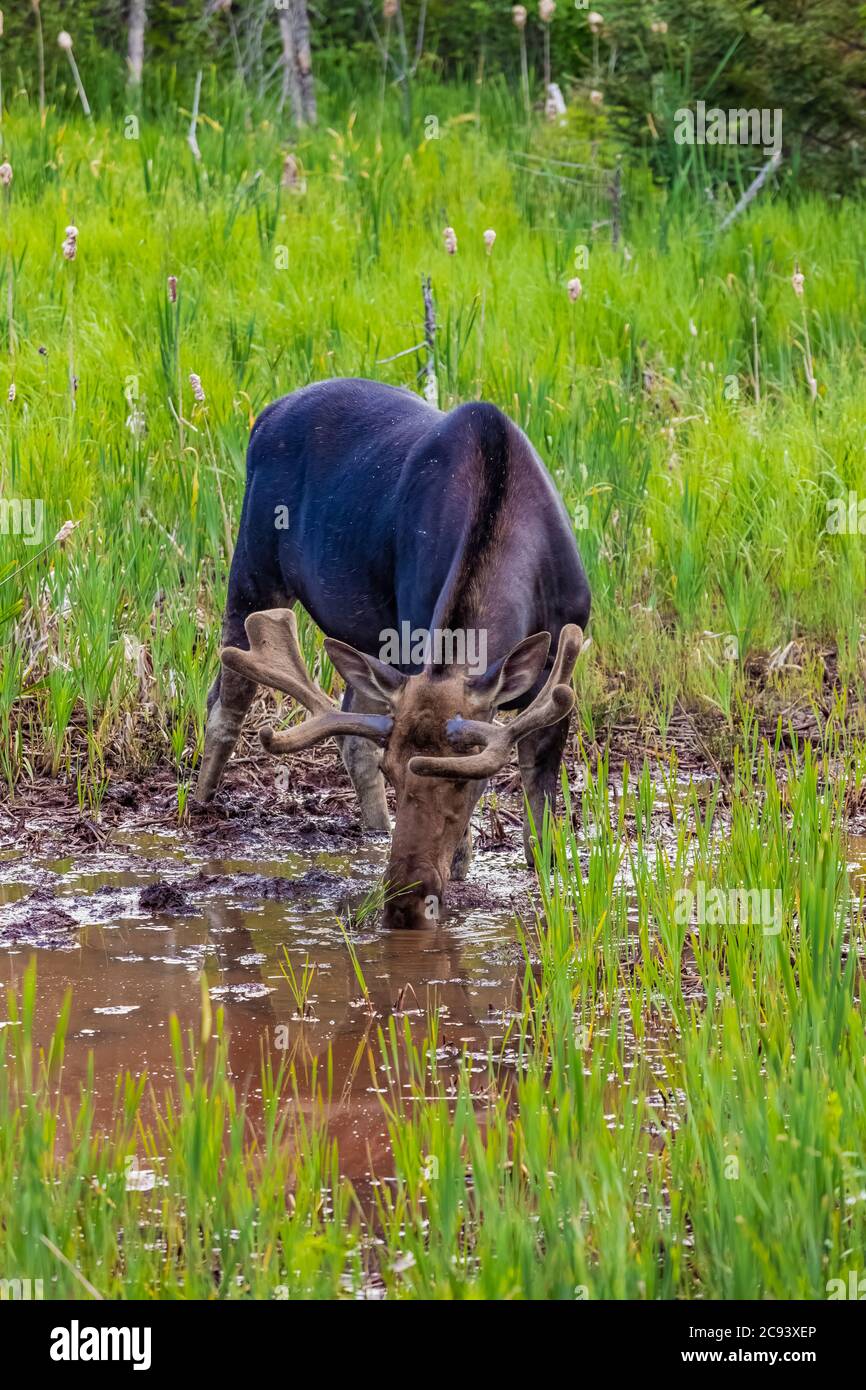 Stiermoose, Alces alces, Fütterung und Trinken in einem Feuchtgebiet in der Nähe von Michigamme auf der oberen Halbinsel von Michigan, USA Stockfoto