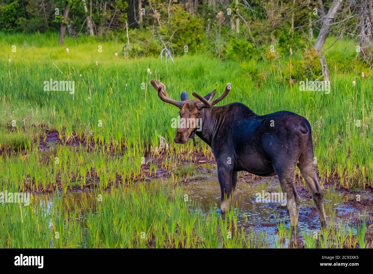 Stiermoose, Alces alces, Fütterung und Trinken in einem Feuchtgebiet in der Nähe von Michigamme auf der oberen Halbinsel von Michigan, USA Stockfoto