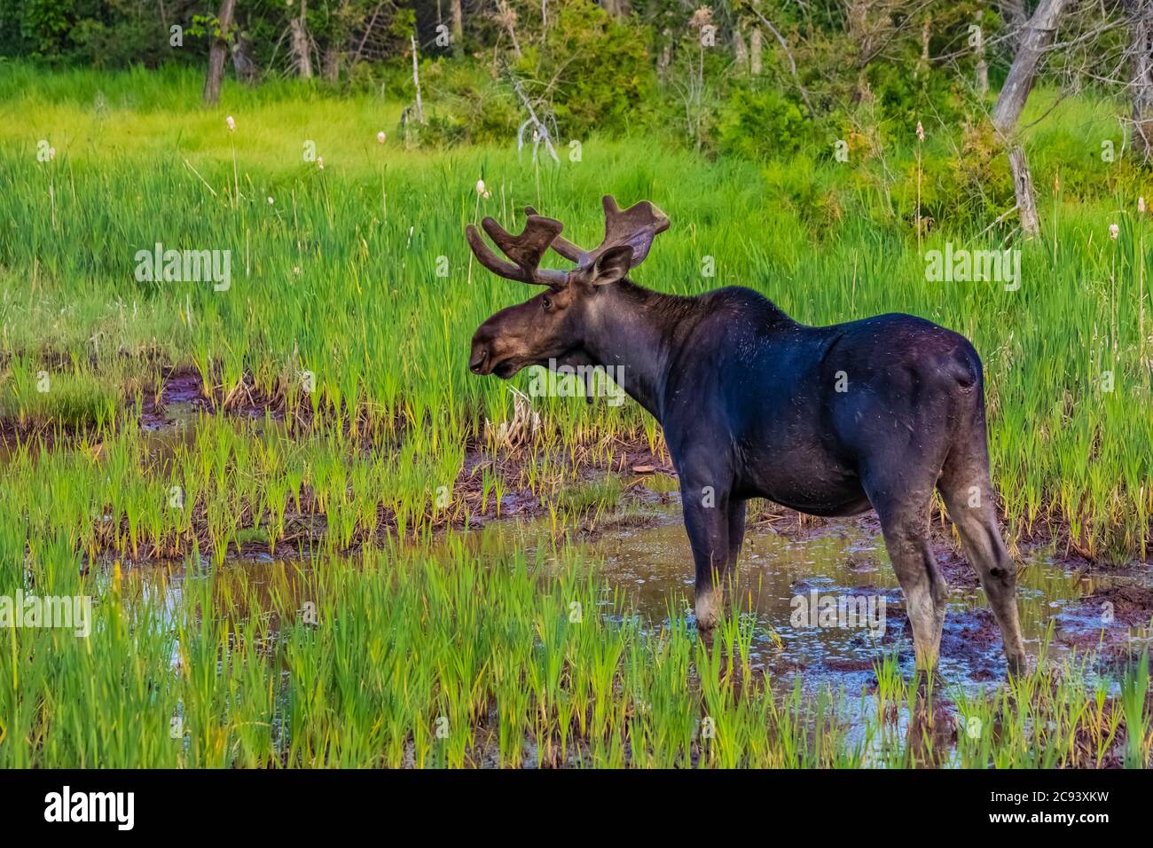 Stiermoose, Alces alces, Fütterung und Trinken in einem Feuchtgebiet in der Nähe von Michigamme auf der oberen Halbinsel von Michigan, USA Stockfoto