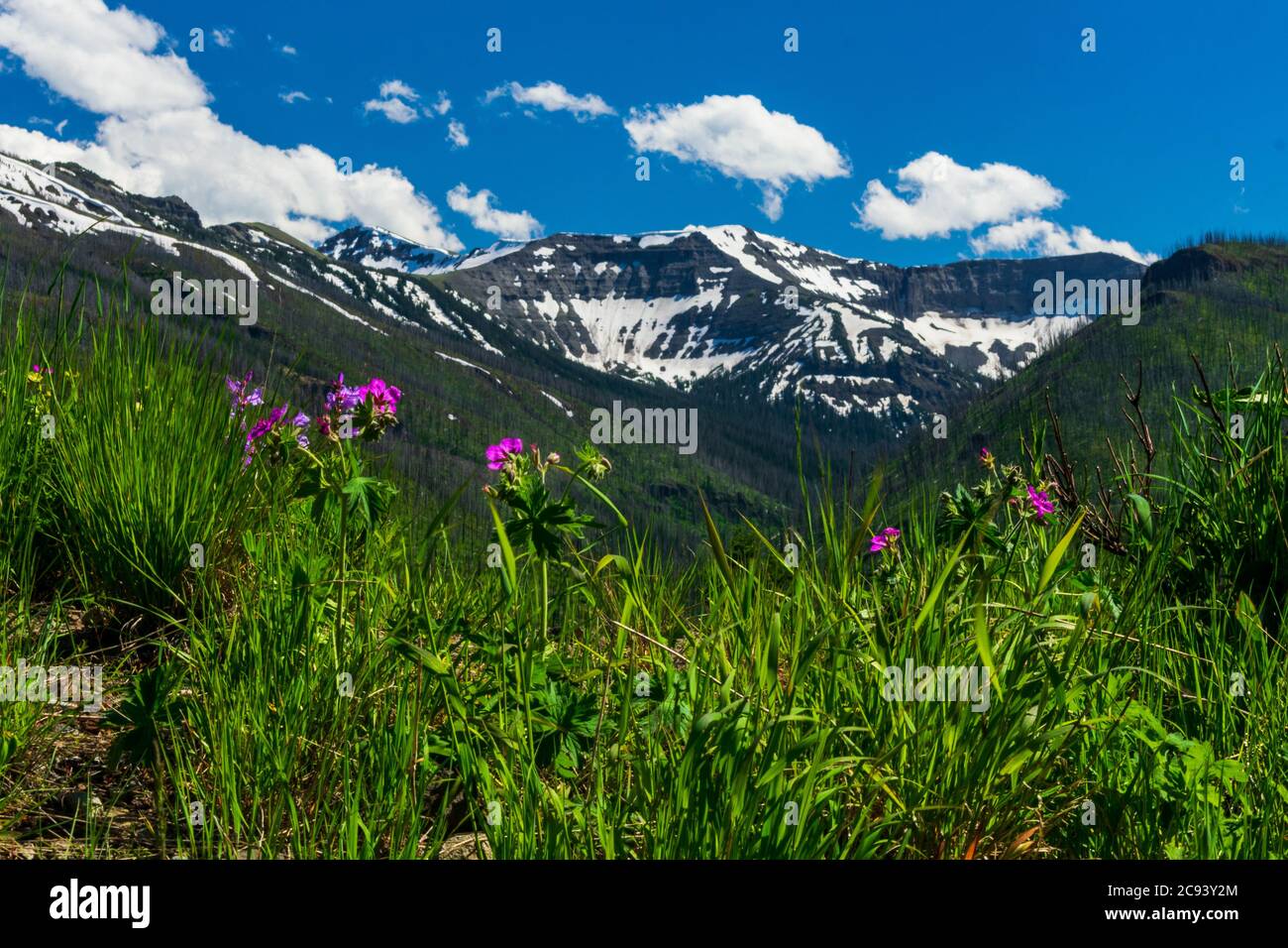 Lila Wildblumen vor schneebedeckten Bergen im Yellowstone Nationalpark Stockfoto