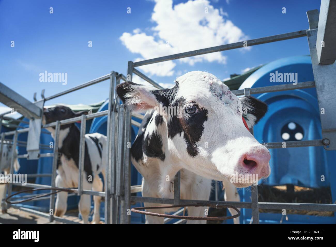 Junge süße Kalb in Kalbshaus-Box auf daity Farm, Nahaufnahme Tierporträt. Stockfoto