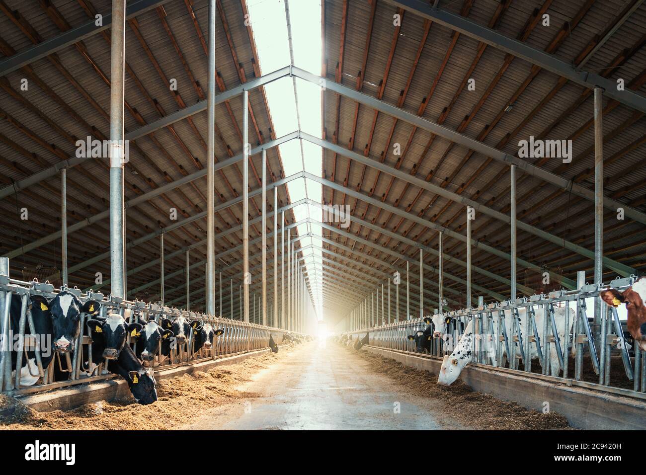 Milchkühe in modernen Kuhstall Viehstall. Stockfoto