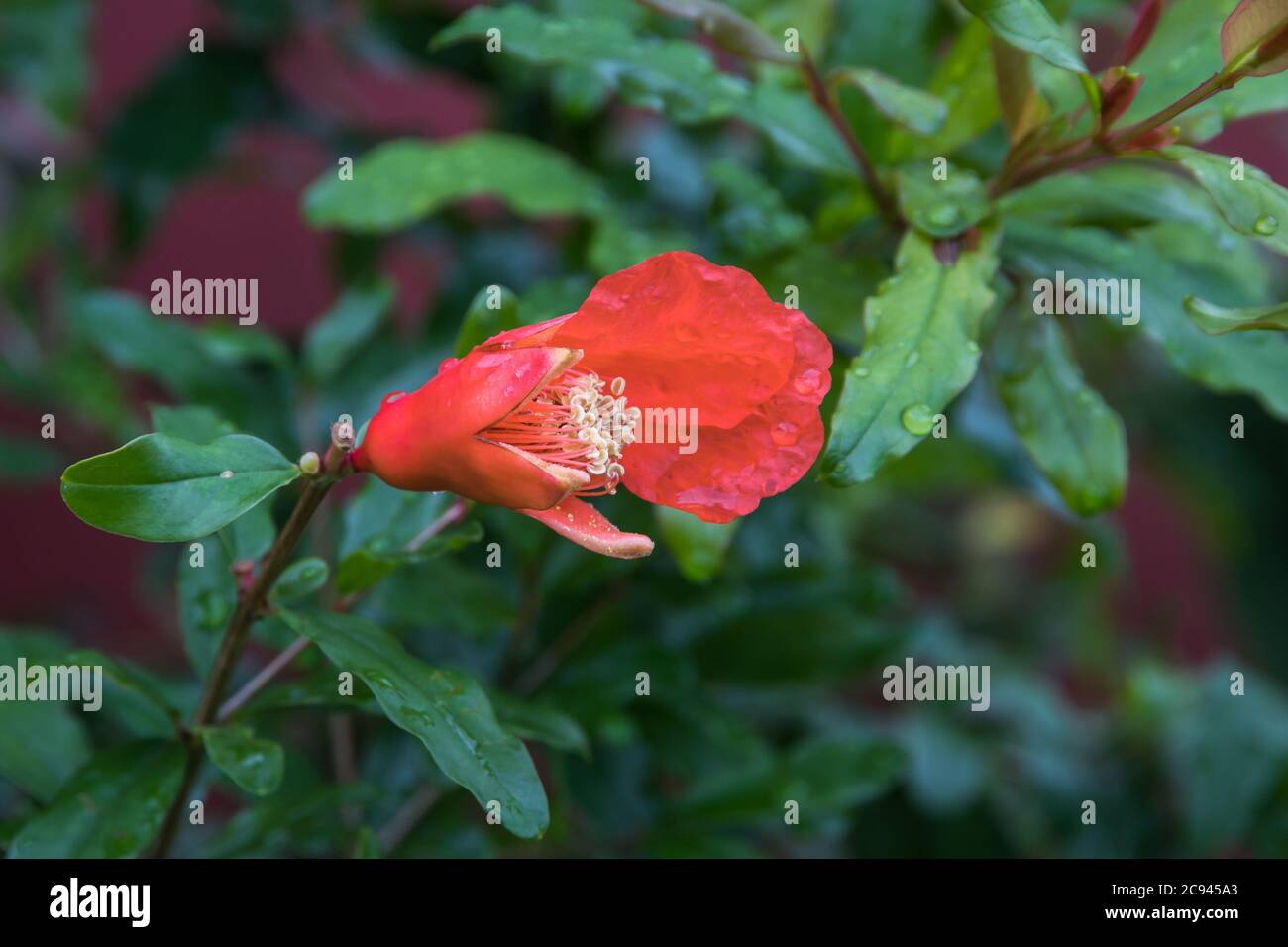 Granatäpfel gehören zu den gesündesten Früchten der Erde und so sieht die Blume aus Stockfoto