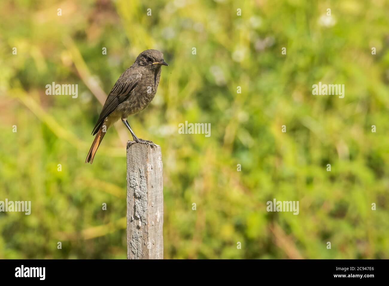 Vogel schwarz rotstart Phoenicurus ochruros auf Holzmast thront Stockfoto