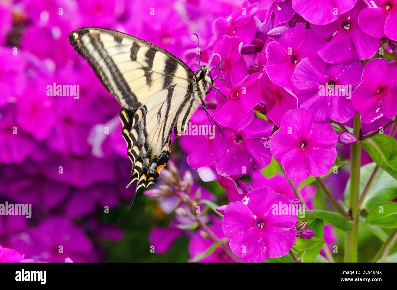 Ein Western Tiger Swallowtail Schmetterling sucht in einem Gemeinschaftsgarten in Redmond, Washington, nach Nektar unter den Blüten einer Phlox-Pflanze. Stockfoto