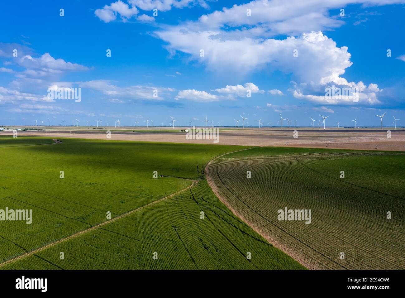 Ein Drohnenbild mit Blick auf eine neu wachsende Weizenernte mit Windmühlen im Hintergrund zeigt die klassische Szene der Great Plains im Mittleren Westen. Stockfoto