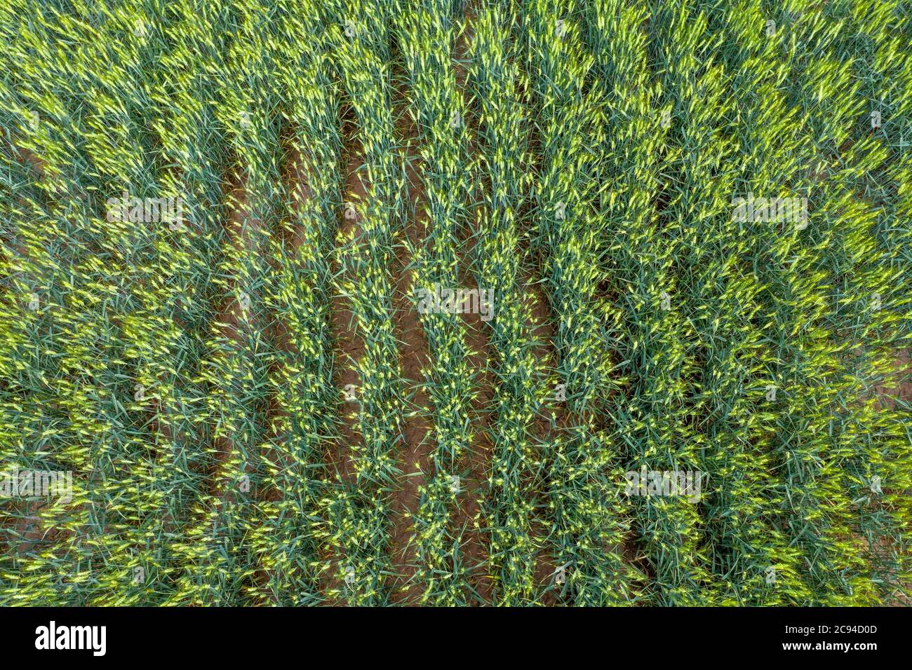 Ein Drohnenbild mit Blick auf eine neu wachsende Getreideernte zeigt eine klassische Farmlandschaft, die typisch für den Mittleren Westen ist. Stockfoto