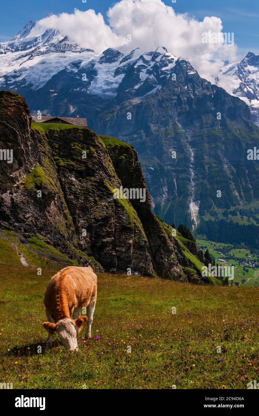 Wandbild Kuh Schweizer Alpen - Leinwandbild 120x40cm Panorama