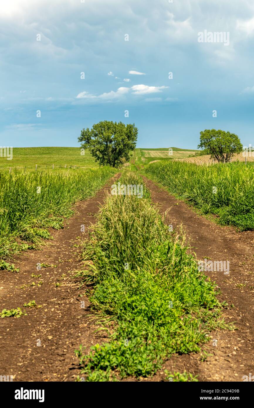 Ein vertikales Bild einer Feldstraße, die von Feldern umgeben ist und einen hellen, wolkigen Himmel zeigt. Stockfoto