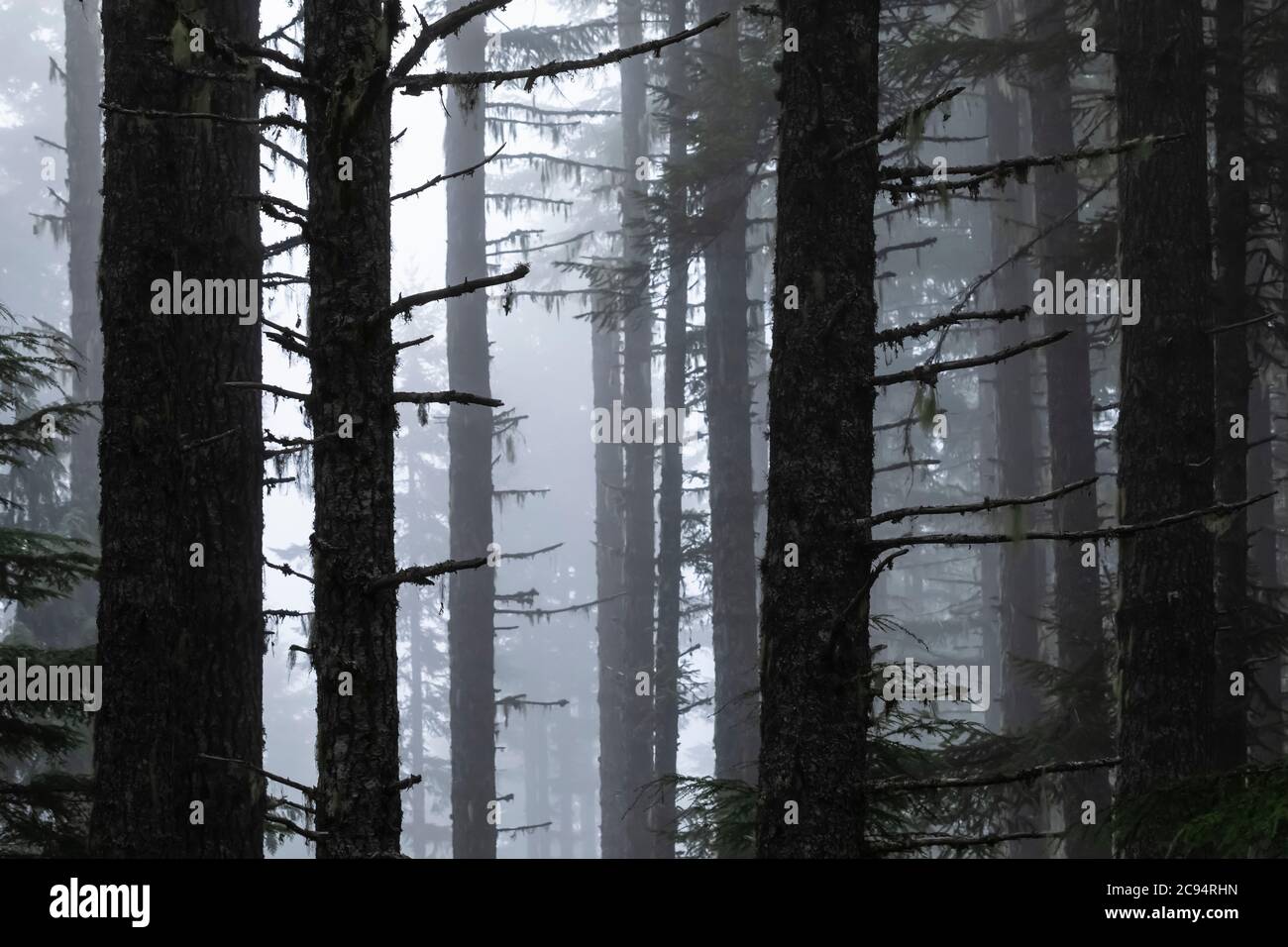 Nadelwald an einem nebligen Sommermorgen im Gifford Pinchot National Forest, Washington State, USA Stockfoto
