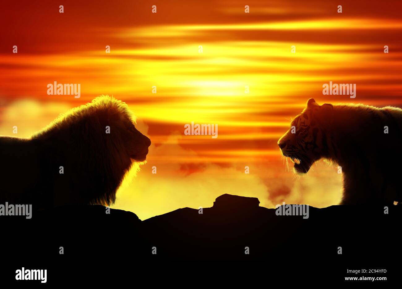 Tiger versus Löwe starren nach unten Stockfoto