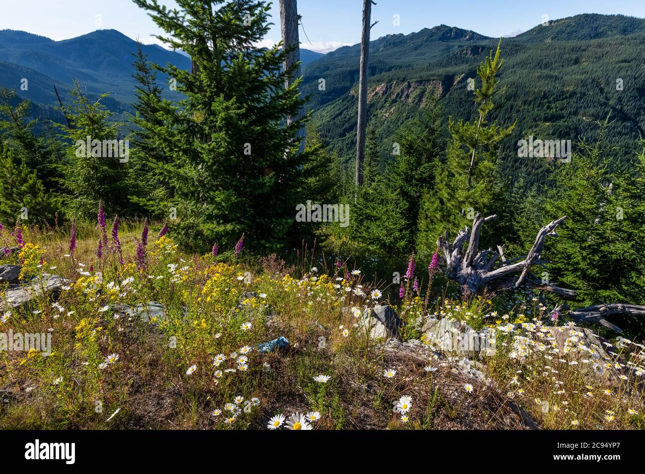 Blick auf Mount St. Helens und regenerierenden Wald im Mount St. Helens National Volcanic Monument, Gifford Pinchot National Forest, Washington State, USA Stockfoto