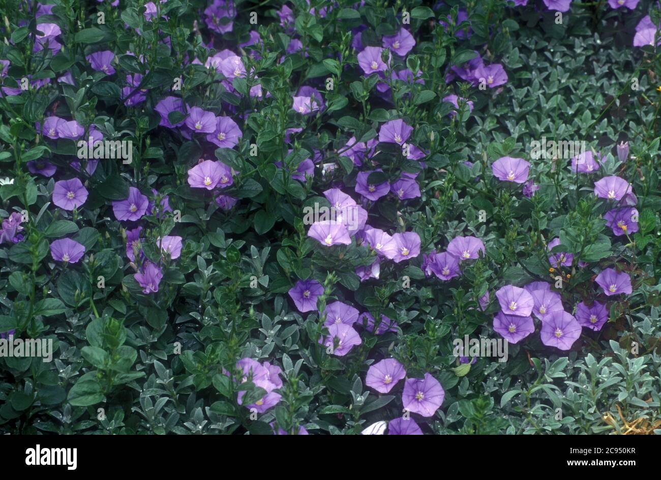 LILA MORGEN GLORY BLUMEN (CONVOLVULUS) WACHSEN. Stockfoto