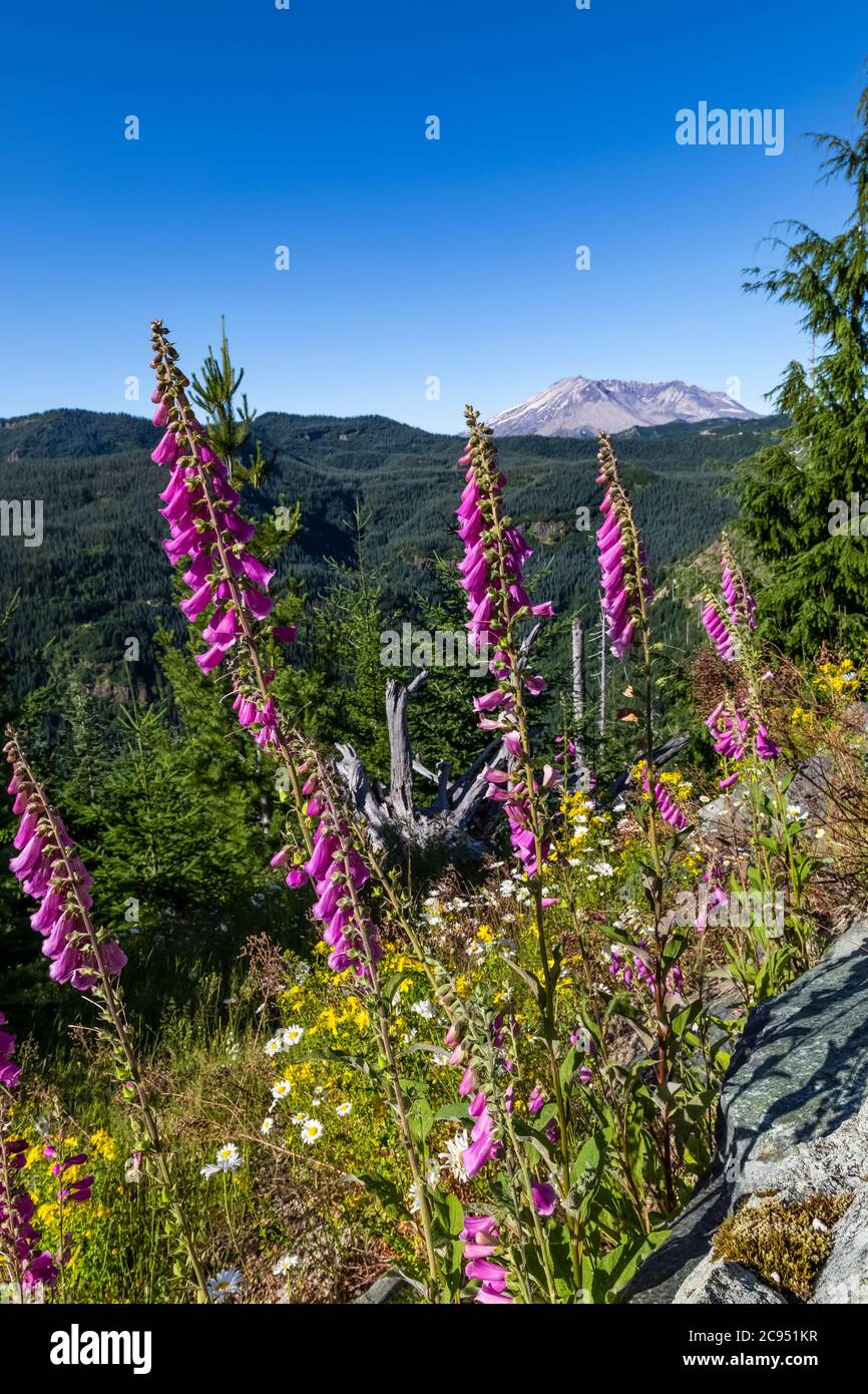 Blick auf Mount St. Helens und regenerierenden Wald im Mount St. Helens National Volcanic Monument, Gifford Pinchot National Forest, Washington State, USA Stockfoto