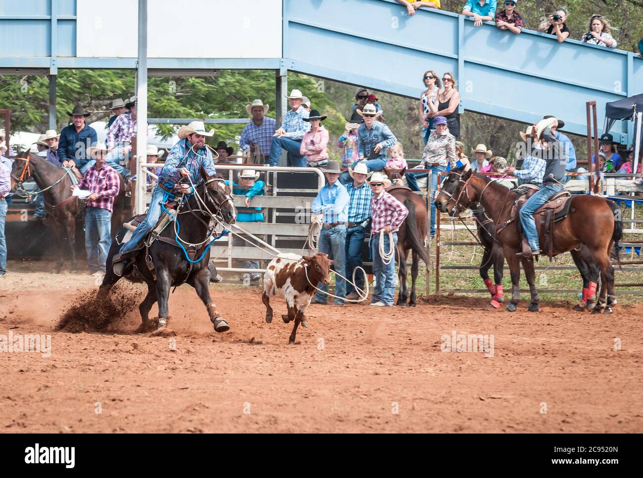 Mit einem Publikum und Mitkonkurrenten, die auf ein Cowgirl in einem Kalb-Rumping-Event schauen, ist im Mt Garnet Rodeo, Queensland, Australien, in vollem Umfang unterwegs. Stockfoto