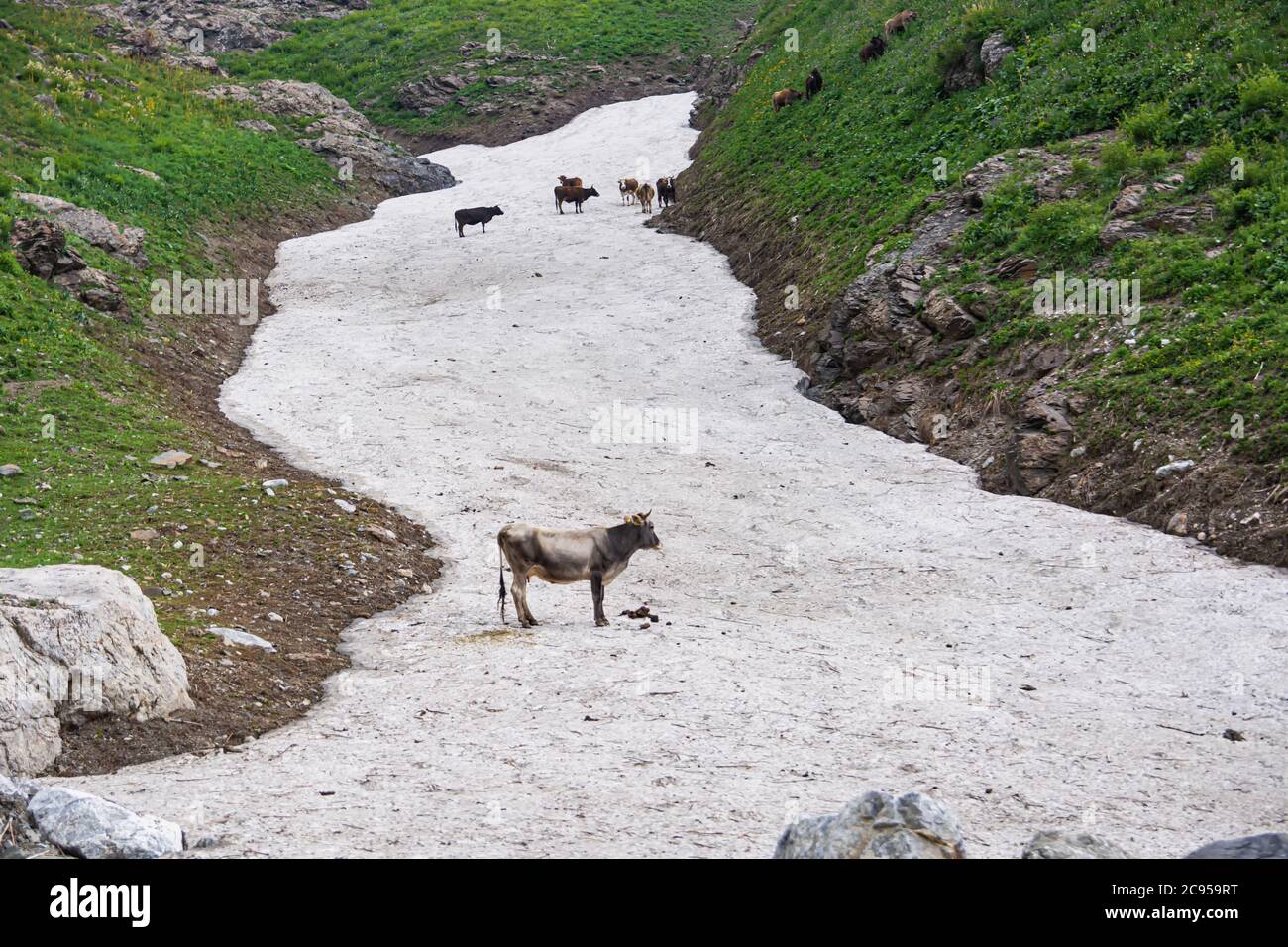 Niedliche Kühe auf Schnee in den Bergen. Tiere in Kirgisistan. Stockfoto