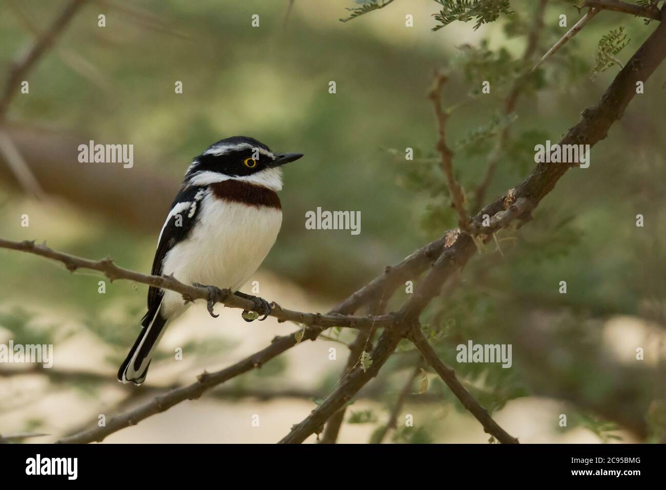 Die grauhaarige Batis (Batis orientalis) ist eine Vogelart aus der Familie der Wattenaugen, Platysteiridae, die zuvor mit dem Alten WOR klassifiziert wurde Stockfoto