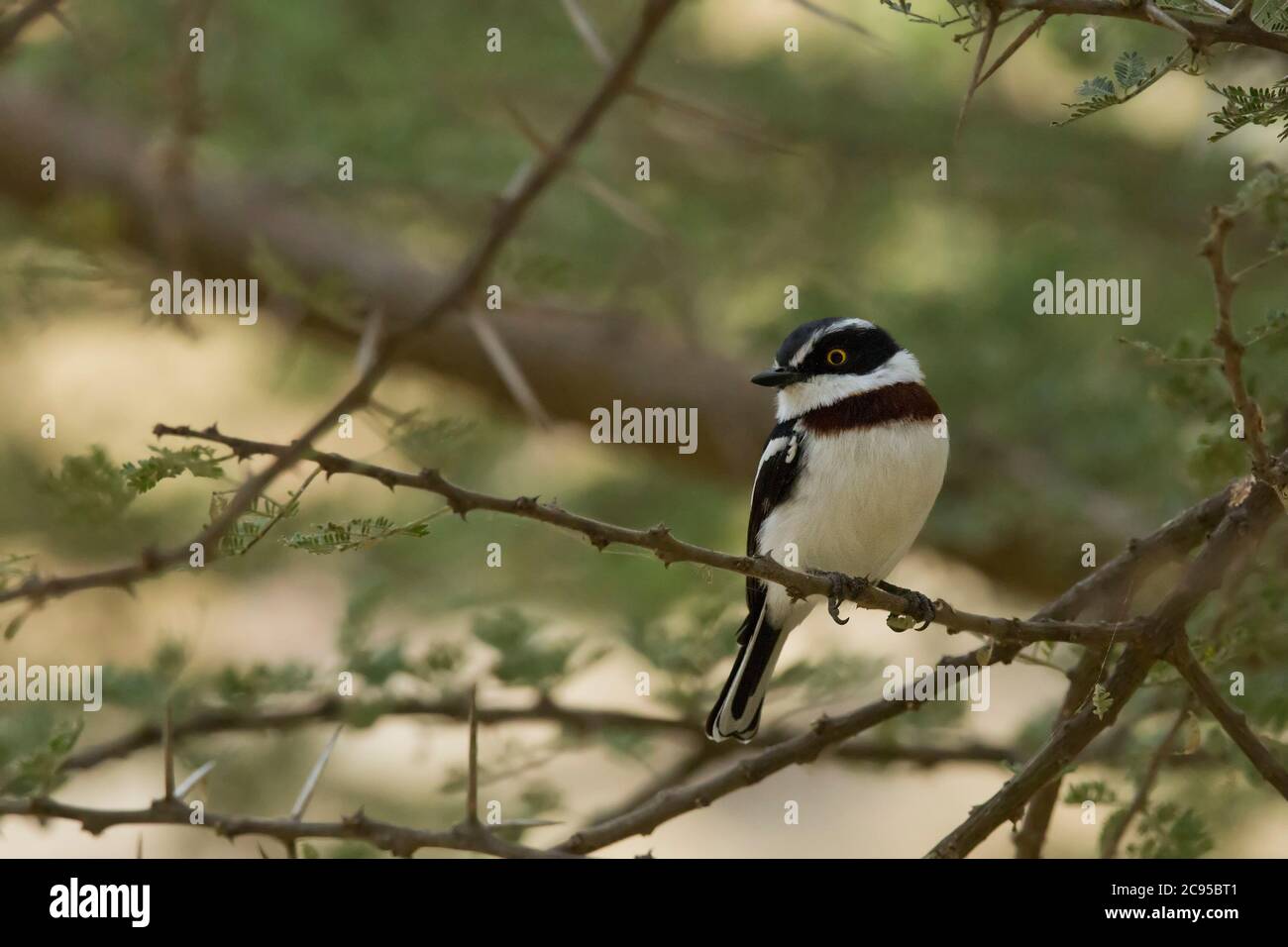 Die grauhaarige Batis (Batis orientalis) ist eine Vogelart aus der Familie der Wattenaugen, Platysteiridae, die zuvor mit dem Alten WOR klassifiziert wurde Stockfoto