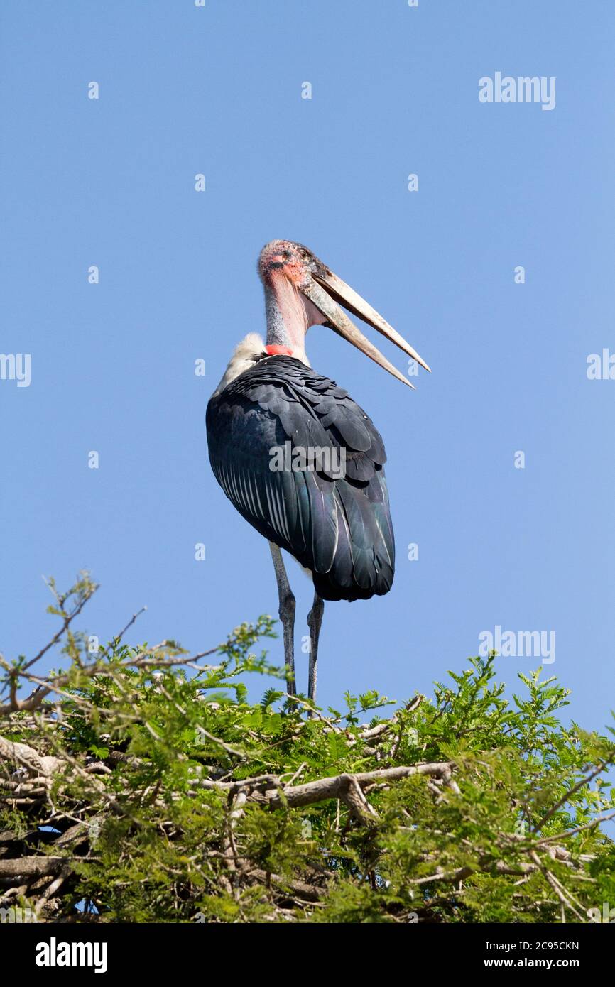 Marabu (Leptoptilos crumeniferus), auf einem Baum. Bei bedecktem Himmel Hintergrund. Dieses große Storch gefunden wurde, ist es in Afrika südlich der Sahara. Es spezialisiert Stockfoto