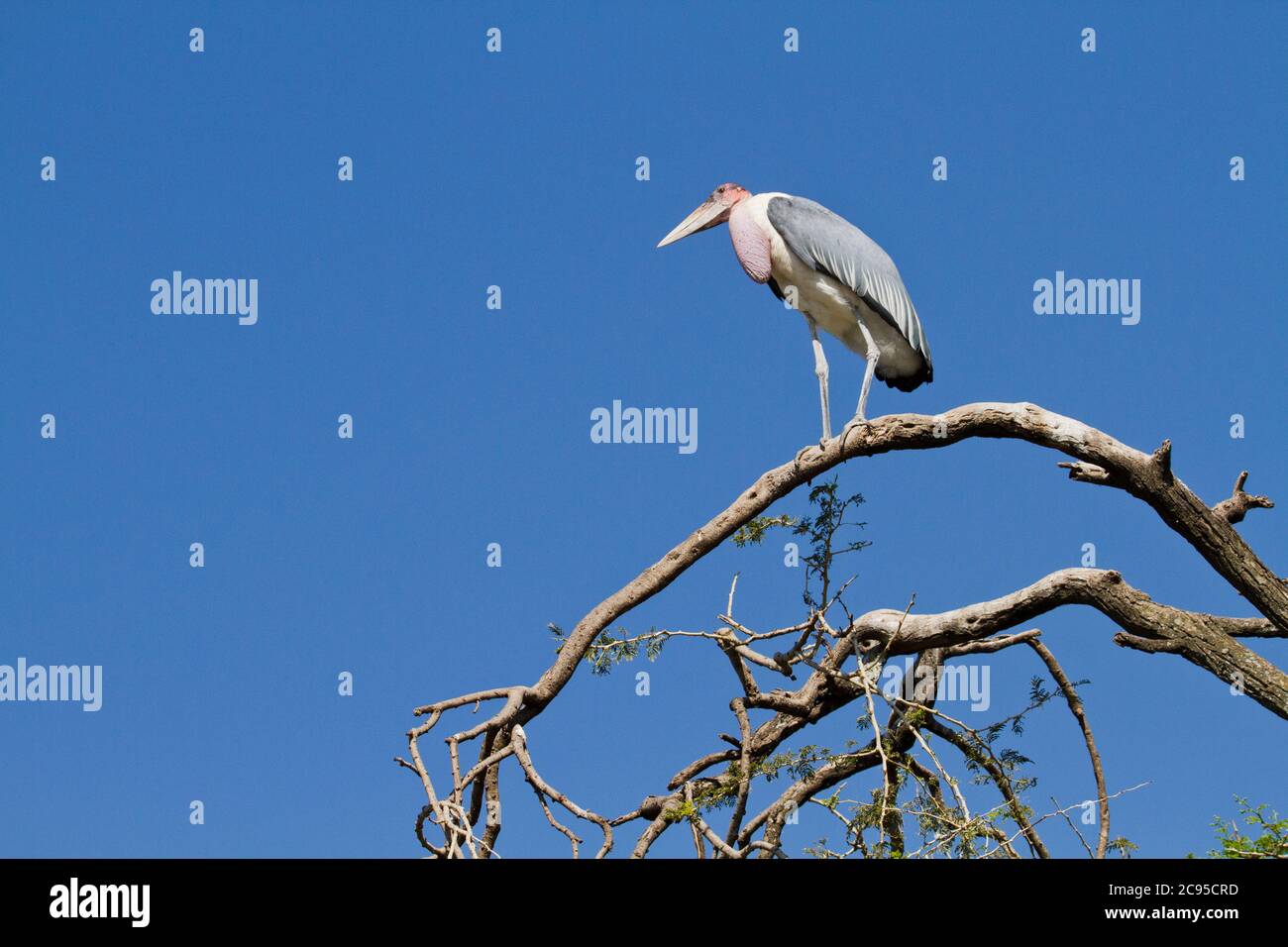 Marabu (Leptoptilos crumeniferus), auf einem Baum. Bei bedecktem Himmel Hintergrund. Dieses große Storch gefunden wurde, ist es in Afrika südlich der Sahara. Es spezialisiert Stockfoto