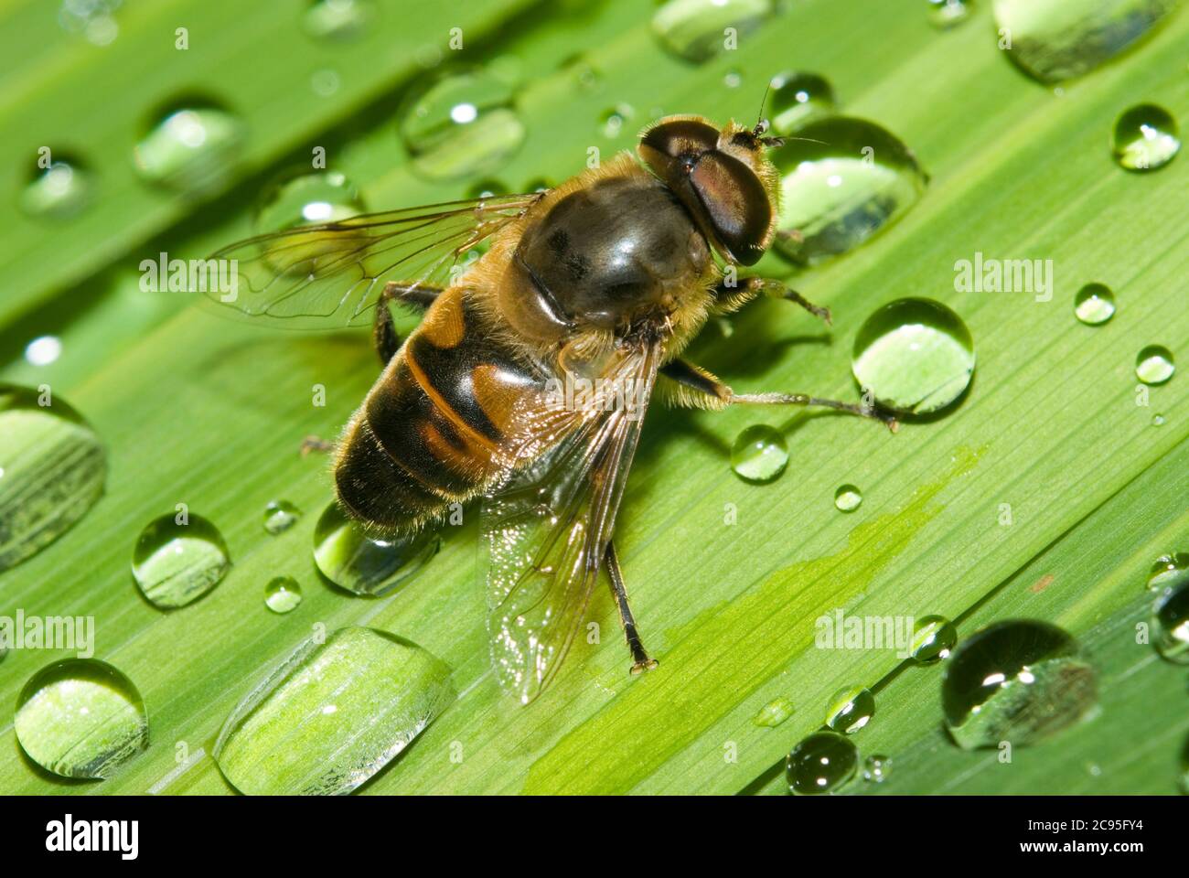 Eristalis tenax Hoverfly Stockfoto