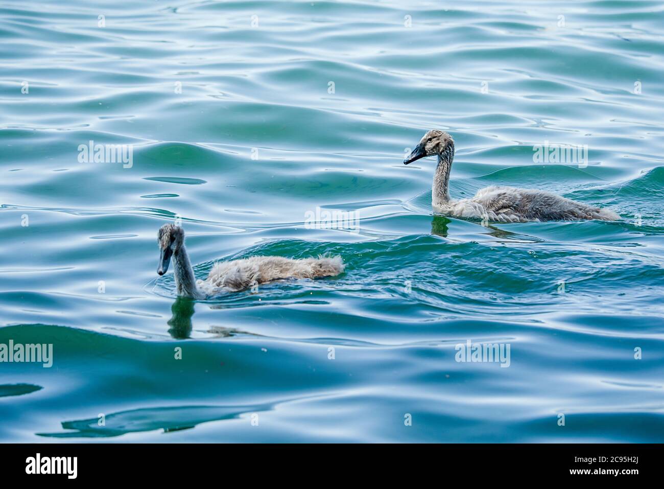 Zwei mute Schwan (Cygnus olor) schwimmt im Wasser im Genfer See, Schweiz. Stockfoto